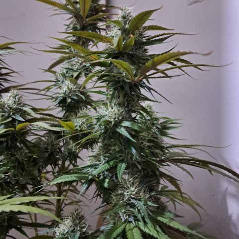 lockdown kush growlog timeline photo