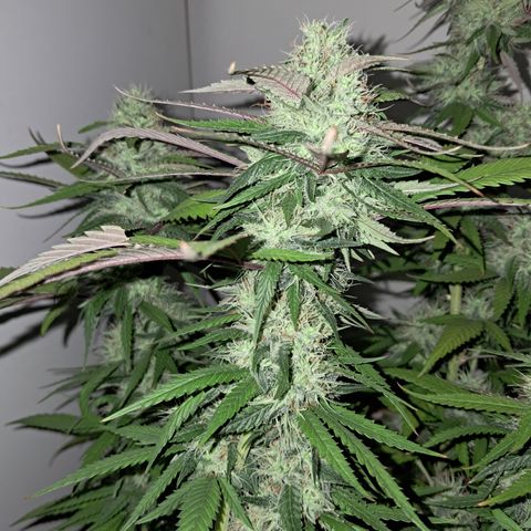 lockdown kush growlog timeline photo