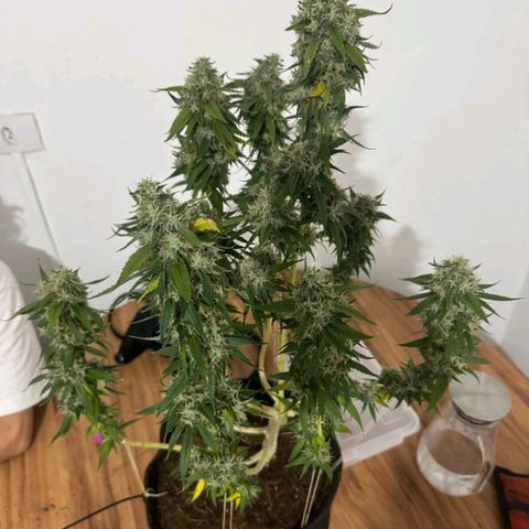 lockdown kush growlog timeline photo