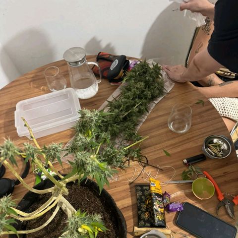 lockdown kush growlog timeline photo