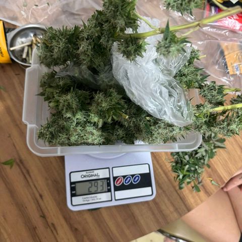 lockdown kush growlog timeline photo