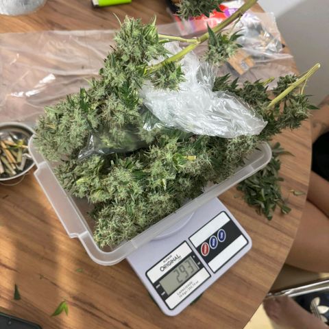 lockdown kush growlog timeline photo