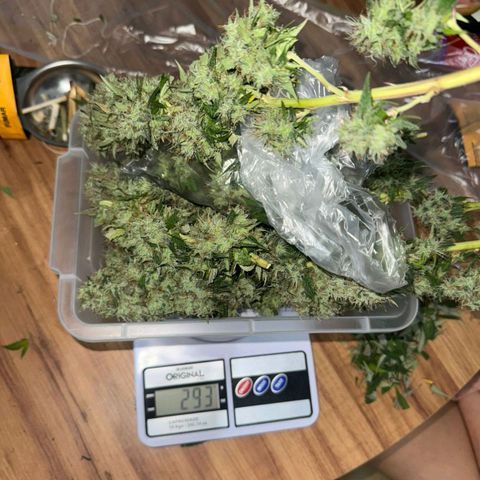 lockdown kush growlog timeline photo