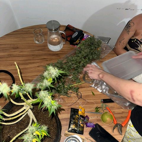 lockdown kush growlog timeline photo