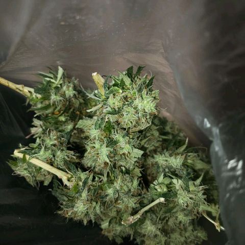 lockdown kush growlog timeline photo