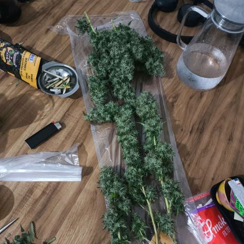 lockdown kush growlog timeline photo
