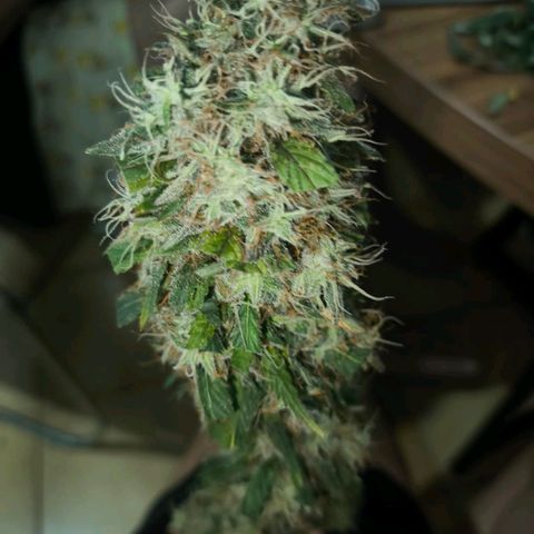 lockdown kush growlog timeline photo