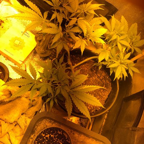 Hindu Kush growlog timeline photo