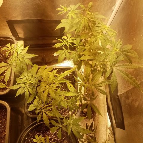 Hindu Kush growlog timeline photo