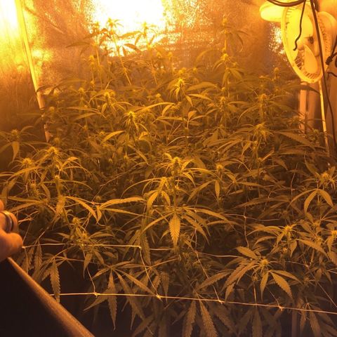 Hindu Kush growlog timeline photo