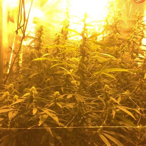 Hindu Kush growlog timeline photo