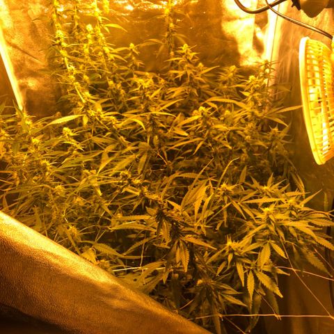 Hindu Kush growlog timeline photo
