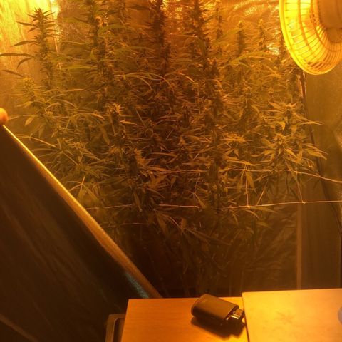 Hindu Kush growlog timeline photo