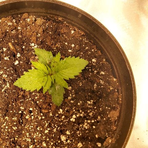 Blue Cookie growlog photo: Moved and water 