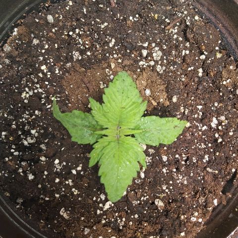 Blue Cookie growlog photo: Moved and water 