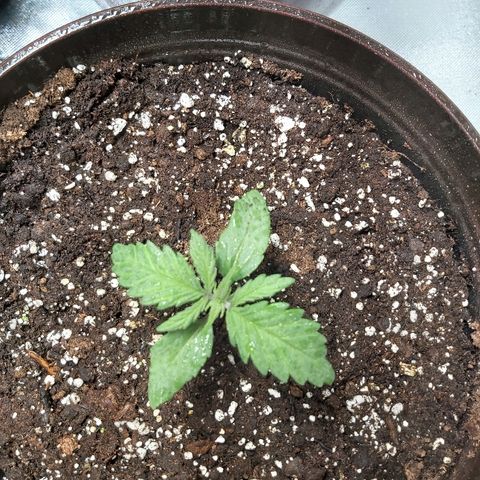 Blue Cookie growlog photo: Moved and water 