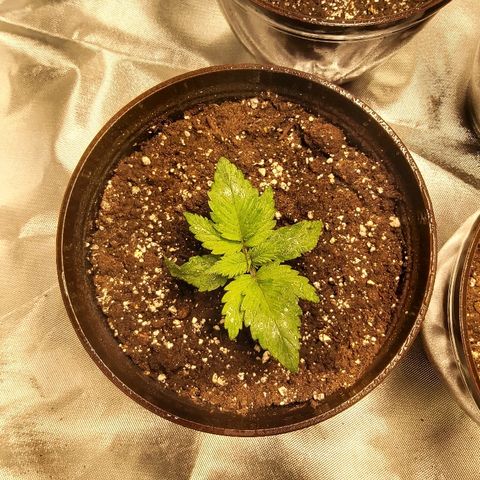 Blue Cookie growlog timeline photo