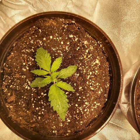 Blue Cookie growlog timeline photo