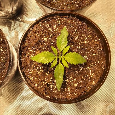 Blue Cookie growlog timeline photo
