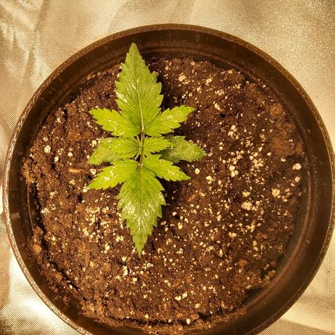 Blue Cookie growlog timeline photo