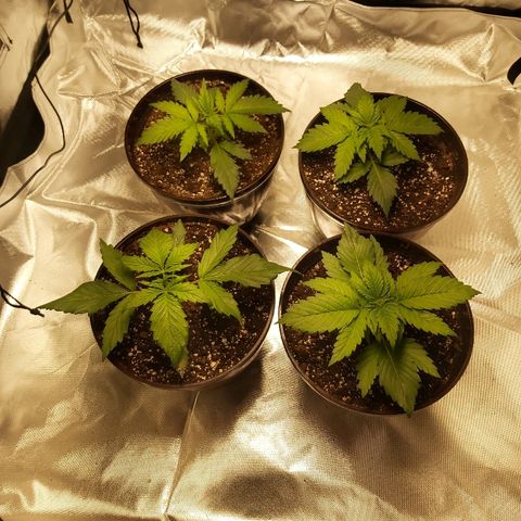 Blue Cookie growlog timeline photo