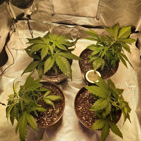 Blue Cookie growlog timeline photo