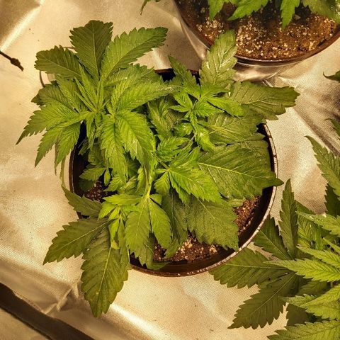 Blue Cookie growlog photo: 3 days after LST one just topped 