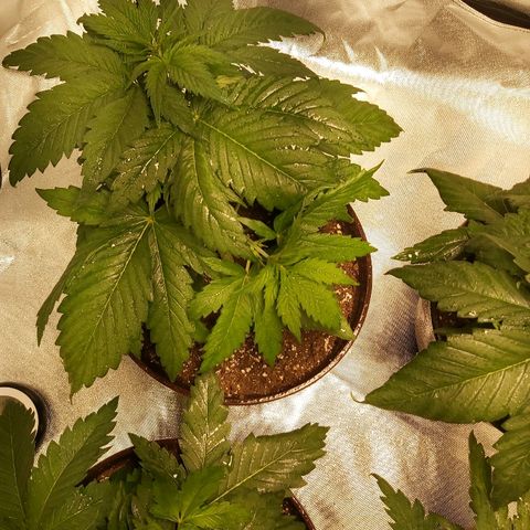 Blue Cookie growlog photo: 3 days after LST one just topped 