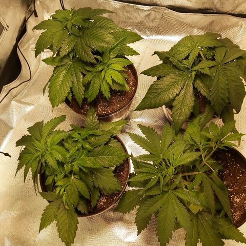 Blue Cookie growlog photo: 3 days after LST one just topped 