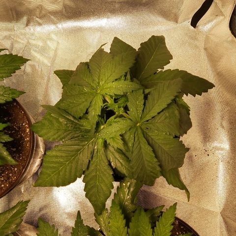 Blue Cookie growlog photo: 3 days after LST one just topped 