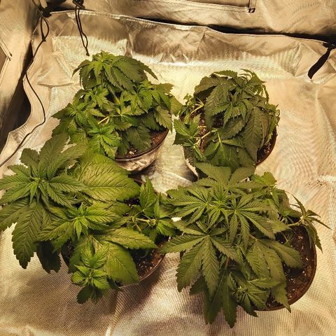 Blue Cookie growlog photo: More LST