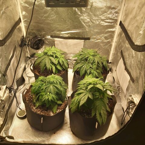 Blue Cookie growlog photo: Transparent 
