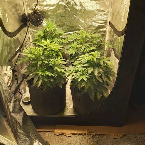 Blue Cookie growlog photo: 12' 