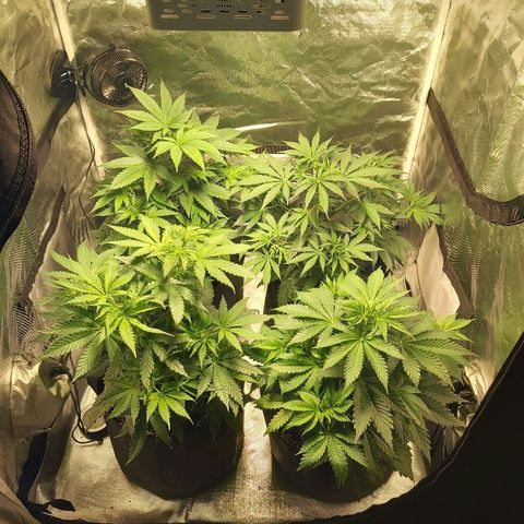 Blue Cookie growlog photo: Watered 