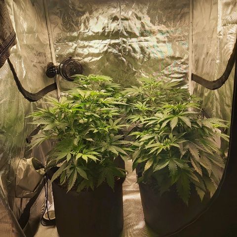 Blue Cookie growlog timeline photo