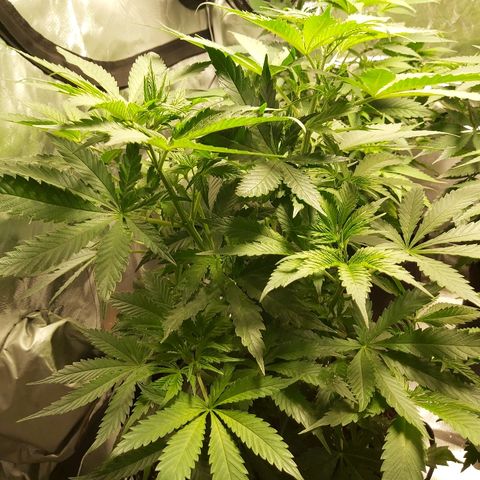Blue Cookie growlog timeline photo