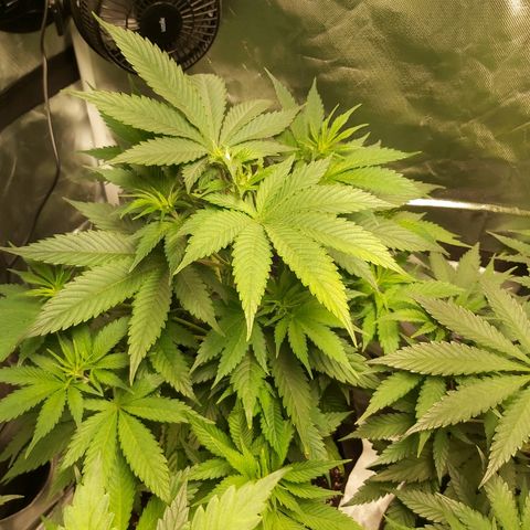 Blue Cookie growlog timeline photo