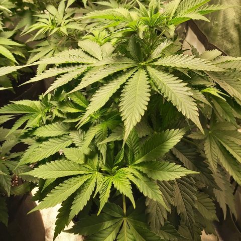 Blue Cookie growlog timeline photo