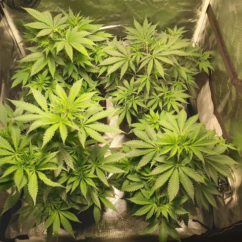 Blue Cookie growlog timeline photo