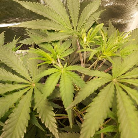Blue Cookie growlog timeline photo