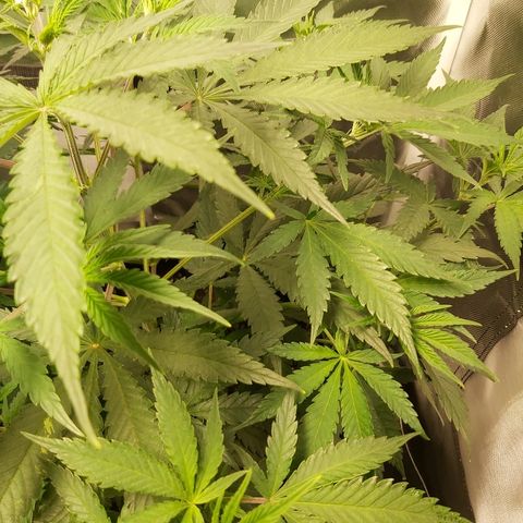 Blue Cookie growlog timeline photo