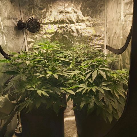 Blue Cookie growlog photo: Raised the light and fan also spread them out 