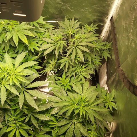Blue Cookie growlog photo: Raised the light and fan also spread them out 