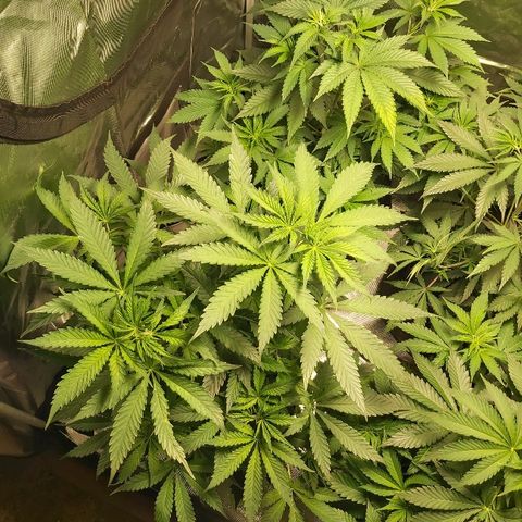 Blue Cookie growlog photo: Raised the light and fan also spread them out 