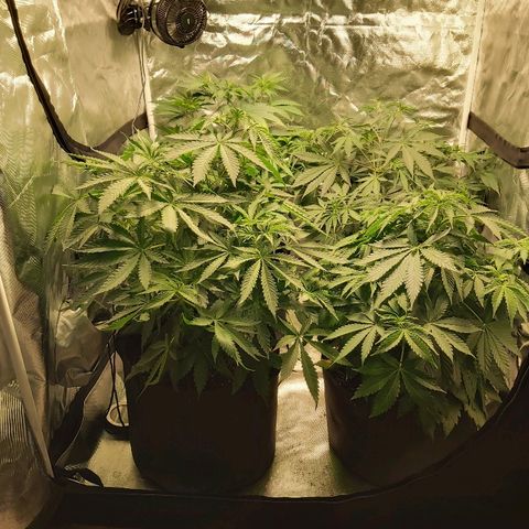 Blue Cookie growlog timeline photo