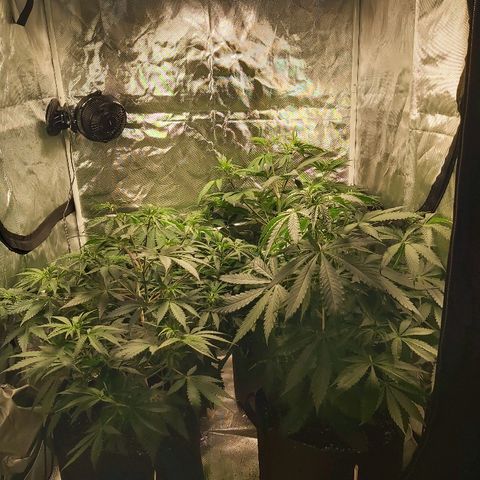 Blue Cookie growlog timeline photo