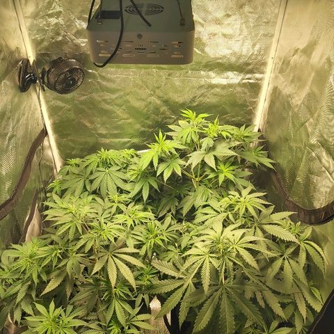 Blue Cookie growlog timeline photo