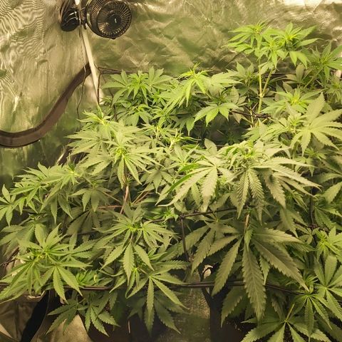 Blue Cookie growlog photo: Trellis net 