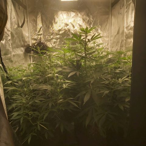 Blue Cookie growlog timeline photo