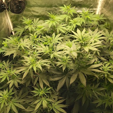 Blue Cookie growlog timeline photo